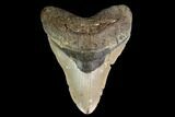 Fossil Megalodon Tooth - North Carolina #147512-1